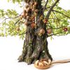 Happy Andes Real Organic Vacuum Sealed Brazil Nuts 1.75 lbs Non-GMO-5